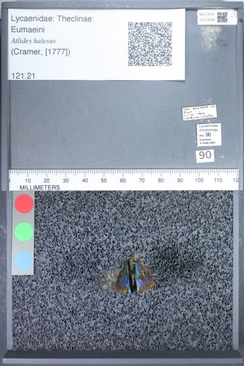 Media type: image;   Entomology 73699